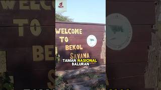 Wisata Taman Nasional Baluran  Safari Indonesia shorts savanaindonesia wisata wisataindonesia [upl. by Macdonell]