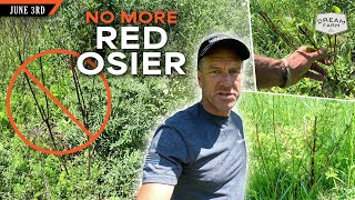 Why I wont Plant Red Osier Dogwood Again  Dream Farm w Bill Winke [upl. by Retsehc]