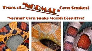 Anything but NORMAL Corn Snake Morph Deep Dive Timestamps in Description [upl. by Nylg]