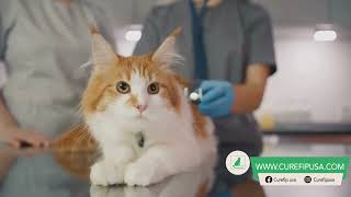 fip cats treatment [upl. by Lenes]