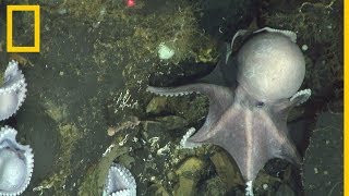 Cientos de madres pulpo reunidas en un criadero  National Geographic en Español [upl. by Tegan243]