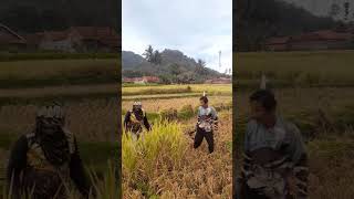 Paddy harvesting in cinari prt5 farming agriculture [upl. by Ahseim]