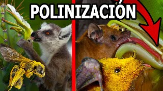 👉 EXPLICACIÓN de la POLINIZACIÓN 🐝🌷🌻 Qué es la POLINIZACIÓN y los POLINIZADORES🌺🌾🐝 [upl. by Sofer485]