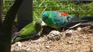 Red Rump Parrot and Turquoisine Parrot feeding each other  Pheasantasiam [upl. by Novad585]