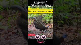 Big Eyed Pheasant Bird  birds  youtubeshorts viralvideo ytshorts [upl. by Leonelle]