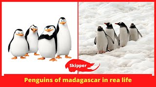 Penguins of Madagascar characters in real life [upl. by Balbur]