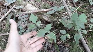 Foamflower Tiarella trifoliata [upl. by Barbara-Anne9]