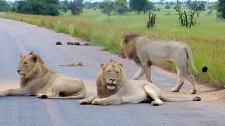 Watch a pride of lions waking up in Kruger National Park [upl. by Weinshienk]