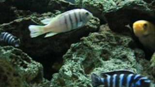 African Cichlids Lake Malawi Mbuna including White Top Hara [upl. by Eelra]