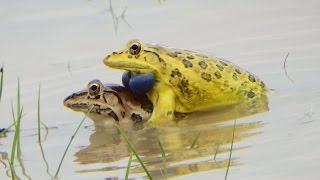 Frog Mating  How Do Frogs Mate  Bullfrog Mating [upl. by Elatia]