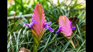 TILLANDSIA CYANEA Тилландсия синяя уход и содержание от Елены Шиловой [upl. by Orlov]