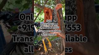 FOR SALE PARROT BEAK ASEEL LONG TAILASEELtrending ytshorts [upl. by Eiuqcaj]