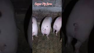 The Viral Sagar Pig Farm Video Explained [upl. by Adrea]