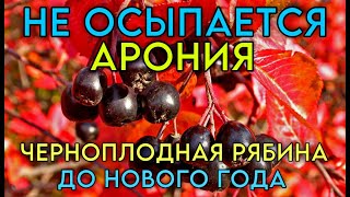 Арония черноплодная рябина  Саженцы в наличий [upl. by Otho]