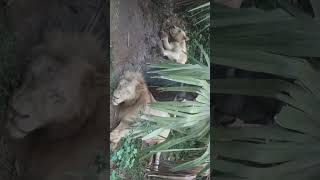 🐦 Bangabandhu Sheikh Mujib Safari Park Bangladesh…shorts shortvideo viral tour bangladesh [upl. by Mathe]