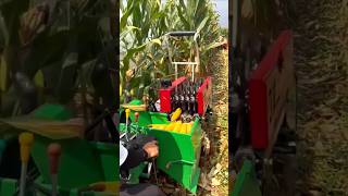 Corn Harvesting Process for Fresh Corn  Good Tools and machinery Boost Work Efficiency Shorts [upl. by Harwell261]