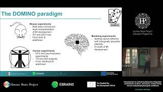 Conrado A Bosman  Development of cortical multisensory integration mechanisms at micro and [upl. by Daiz]