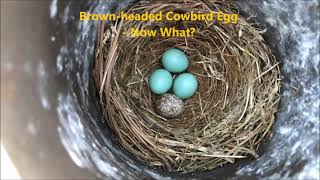 Brownheaded Cowbird Egg In Bluebird Nest  Now What [upl. by Rehpotsirhcnhoj501]