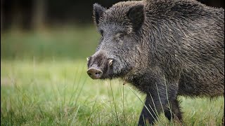 Unique in Europe Wild Boar 🐗 [upl. by Bouley839]