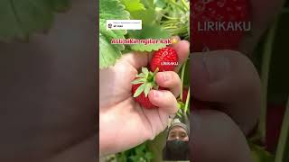 panen stroberi strawberry kebunstrawberry fruit shorts [upl. by Demahom518]