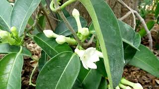 Stephanotis floribunda [upl. by Tiffy779]