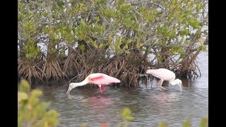 Roseate Spoonbills Courtship Ritual [upl. by Kimberly]