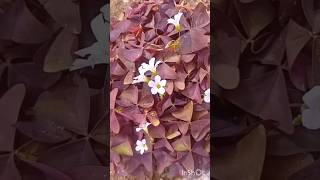 Oxalis Triangularis PlantPurple Shamrock oxalis flowers nature plants shamrocks shorts φυτά [upl. by Areip]