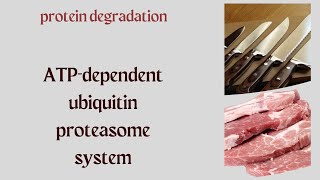 387 protein turnover ATP dependent ubiquitin proteasome degradation diagram [upl. by Enicnarf756]