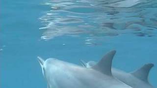 Spinner Dolphins Kealakekua Bay Hawaii [upl. by Eirehc]