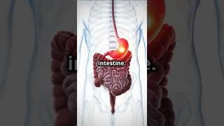 Stomach Secrets Size Function Chyme and Hunger Explained StomachHealth DigestiveSystem [upl. by Ataner262]