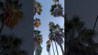 Palm garden in lahijan palm garden tour tourism adventure nature travel [upl. by Silvio]