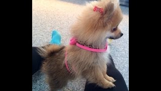 Cutest Teacup Pomeranian Puppy Ever [upl. by Dadivitan]