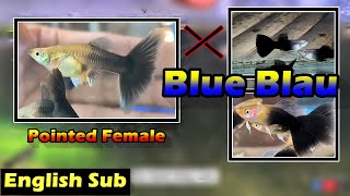 Halfblack Blue Female To Blue Blau Cross Project guppy guppyfish guppybreeder guppybreeding [upl. by Kappel585]