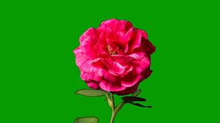 Rose flower Blooming Green Screen  Free to use [upl. by Yartnoed]