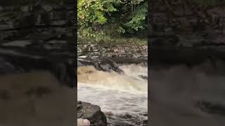 Stainforth force no salmon [upl. by Skippy]