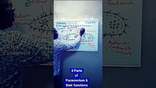 4 Parts of Paramecium amp tgeir functions [upl. by Fablan196]