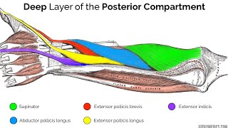 deep muscle the posterior compartment of forearm  anatomy of forearm muscles [upl. by Nahaj]