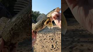 One of my nicer walleyes fishingclips walleye walleyefishing fishing viral fyp fishingclips [upl. by Weide]