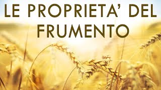 Proprietà del Frumento  Tutto quello che cè da sapere sul Grano [upl. by Annahvas]