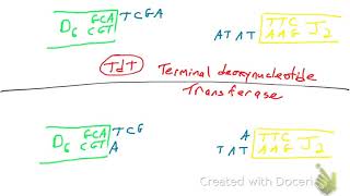 Junctional Diversity [upl. by Kym]