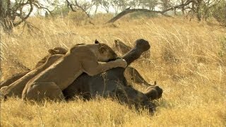 Lion Vs Elephant [upl. by Anitirhc382]