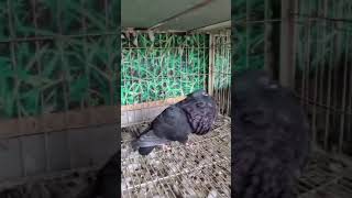 gaditanopouterpigeons pigeonstatus pigeonlover shahbaz1711 youtubeshorts shahbazbirdsfsd [upl. by Cohleen]