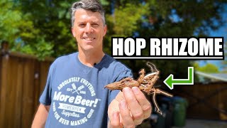 How to PLANT RHIZOMES to GROW YOUR OWN HOPS  MoreBeer [upl. by Aryamo]