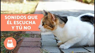 6 SONIDOS que SOLO ESCUCHAN LOS GATOS y los humanos no 🐱💥 [upl. by Olecram709]