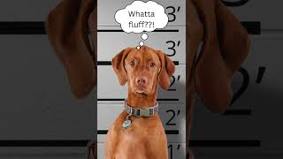 Dog behavioral issues dog behaviour bad baddog course dogcourse [upl. by Bork910]