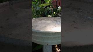 Yellow breasted chat birds visit the bird bath birds birding reels shorts [upl. by Ahsinek]