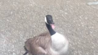 most unfriendly canadians ever  when geese attack Kobra Chicken Attack [upl. by Cartwright]