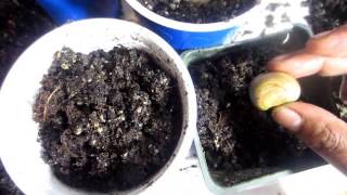 How to Grow a Jackfruit from Seed [upl. by Sussna38]