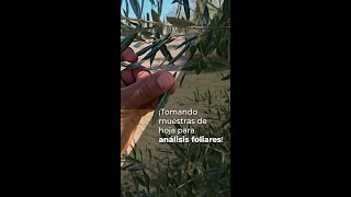 ¡TOMANDO MUESTRAS DE HOJA PARA ANÁLISIS FOLIARES [upl. by Nywnorb711]