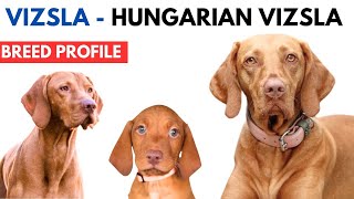 Vizsla Breed Profile History  Price  Traits  Vizsla Grooming Needs  Lifespan [upl. by Osner]